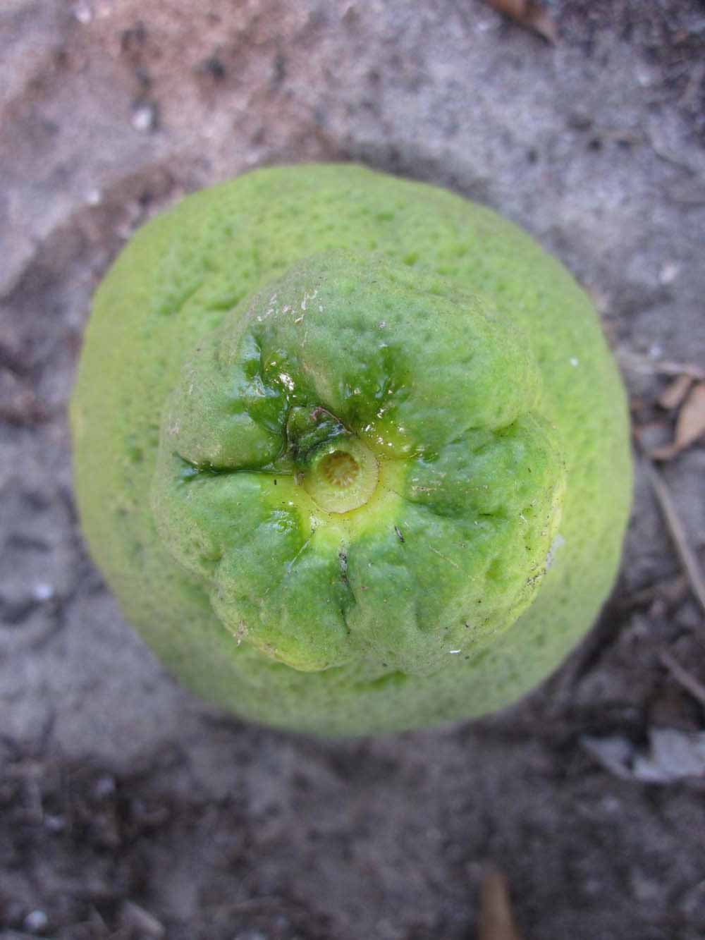            Fruit (Winter Haven, FL)   